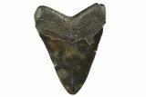 Fossil Megalodon Tooth - South Carolina #321326-1